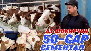 50 сар СЕМЕНТАЛХО партияи нав