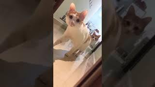 抖音可爱猫狗视频集锦，超搞笑。。。TIK  TOK super funny cat and dog video highlights,Hahahaha.......