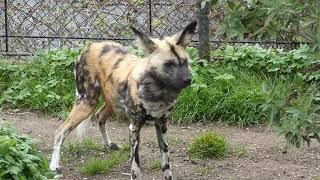 African Wild Dogs, Painted Wolves at Play - at London Zoo