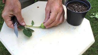 How To Hybridize New Roses with Rose Breeder Guest Brad Jalbert