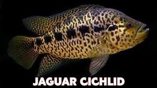 PARACHROMIS MANAGUENSIS // JAGUAR CICHLID