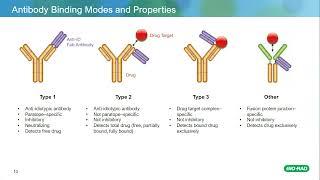 Overcome the Challenges of PK Assay Development Using TrailBlazer Antibodies