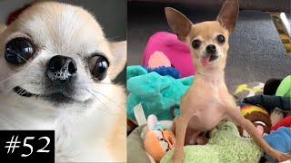 Newest Chihuahua Compilation | Funny Chihuahua Videos