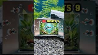 Keeping Guppy Fish Basic to Advance | Part 9 #shortsvideo #fishshorts #guppyfish #guppyfry #guppy
