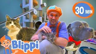 Blippi besucht das Tierheim  | Blippi Deutsch | Abenteuer und Videos für Kinder