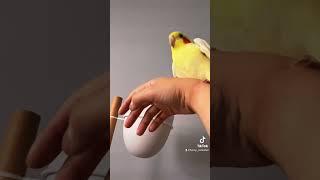 Funny flying game with cockatiel/玄鳳鸚鵡喜歡飛高遊戲，樂在其中，可是那個聲音是怎麼回事？超好笑