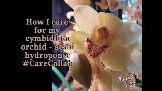 How I care for my cymbidium orchid - semi hydroponic @CareCollab