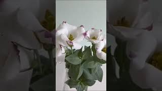 Эустома низкорослая. #garden# эустома #биотехника #