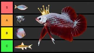 Ranking The BEST Aquarium Fish