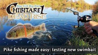 PIKE FISHING with lure, testing Jackall CHIBITAREL Dead Rise hard body swimbait review. Pike attack!