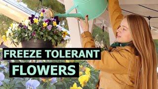 Which Flowers Grow in Winter Season - Cold Tolerant Plants