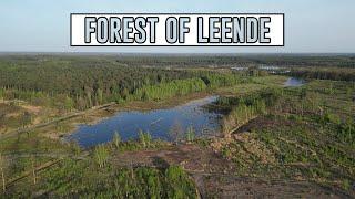 Forest of Leende | The Netherlands