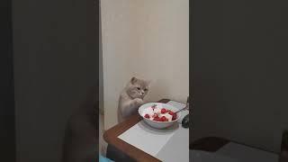 Cat eating ice cream/Кот ест мороженое/Gato comiendo helado