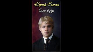 Берёза - Сергей Есенин (читает Александр Злищев) #shorts
