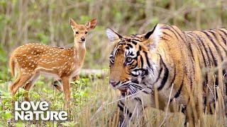 Starving Tiger Family Ambushes Herd of Deer | Love Nature