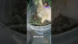 How to Use Dry Leaves । Best mulch #shorts #howto #leaves   #youtubeshorts