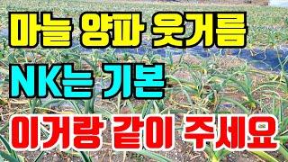 마늘 양파 1차웃거름 nk를 주면은 이거랑 같이주면 수확량이 올라요