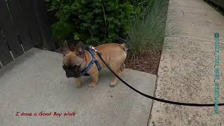 Frenchton Puppy Spazz Moments