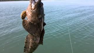 Gulf toadfish