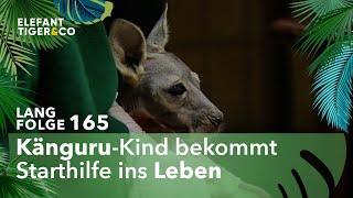 Neues Känguru-Baby für den Zoo Leipzig (Langfolge 165) | Elefant, Tiger & Co. | ARD