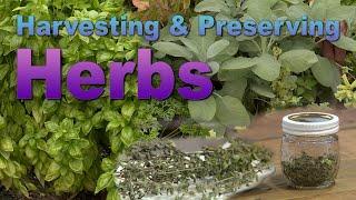 Harvesting, Drying, and Preserving Herbs – Family Plot