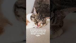 8 things your cat does for you. audio: chronicles_of_kitty #shorts #catfacts #cats