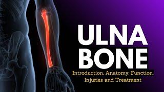 Ulna Bone: Introduction, Anatomy, Function, Injuries and Treatment