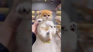 The cutest kittens are here ️#shortscontest #cat #kitten
