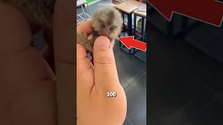 Meet the World's Smallest Monkey!