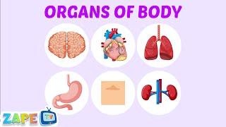  "Our Amazing Organs!"  || Zape TV