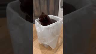 This should do the trick ️ #cleanhouse #lifewithcats #cats #mikaandmocha #browncat #cutecat