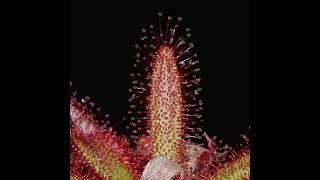 California Carnivores Timelapse Sundew Plant Eating