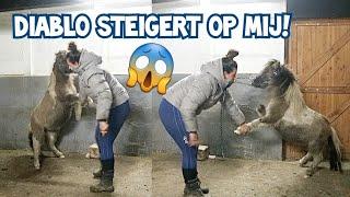 DIABLO STEIGERT EN IS HET ER NIET MEE EENS! #Vlogmass11