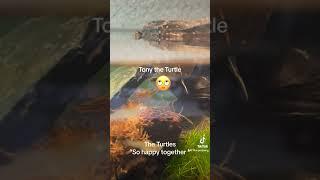 Tony the turtle to “So Happy Together “ by the turtles #shorts #turtle #viral #trending #theturtles