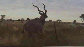 Kudu Bull runs next to vehicle