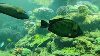 Aquarium Fishes. The most beautiful Zoo in the World. Tiergarten Schönbrunn Palace Austria Vienna