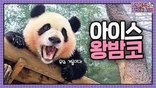 [Grandpa’s Perspective] ep.201 Ruihui's First Snow Play Ever  | Panda World