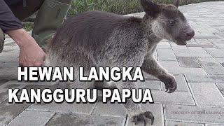 KANGGURU PAPUA - HEWAN LANGKA INDONESIA