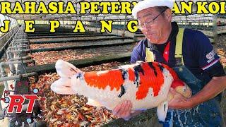 HERE IT IS! The Secret Process of Japanese Koi Breeders That Makes YOUR KOI SUPER BEAUTIFUL!