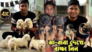 Home Breed Pug, Chow Chow & German Shepherd Puppies Sell. Dog Market in Kolkata Price.