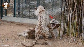 Pertarungan Sengit Dua Ekor Harimau Putih