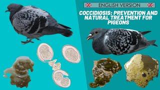 Coccidiosis: prevention and natural treatment for pigeons -   ENGLISH VERSION 