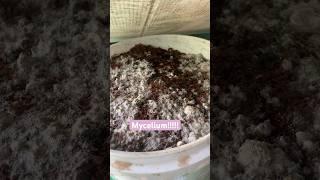 Oyster Mushroom Bucket Method. 30 Day Update #mushroom #mushroomfarm #oystermushrooms