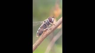 Genus Melangyna  || Knowledge about insects || Common ○ ● Bite, Sting Kill●○  #Insects