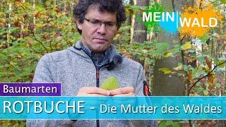 ️Rotbuche - Baum des Jahres 2022 - Alle Infos