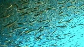 Thousands or even millions of small fish