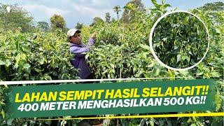 SOLUSI LAHAN SEMPIT‼ SEKALI PETIK 104 KG‼ CARA BUDIDAYA CABE RAWIT BUAH LEBAT‼