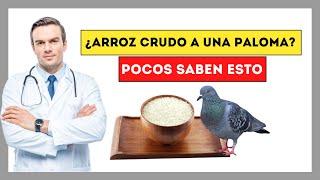  Qué Pasa si le doy Arroz Crudo a una Paloma - Eso es lo que Ocurre