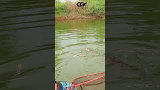 Fishing for GiantSnakehead with Lure Bait Equipped with a Propeller | Exploring and fishing #shorts