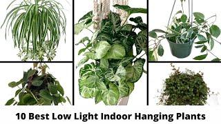 10 Best Low Light Indoor Hanging Plants / Hanging houseplants / Indoor Hanging Plants for Low Light